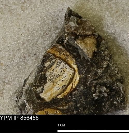 Limopsis striatopunctatus