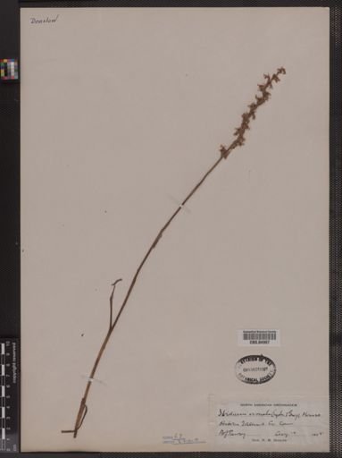 Plantae