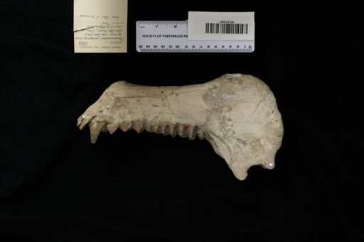 Promerycochoerus macrostegus