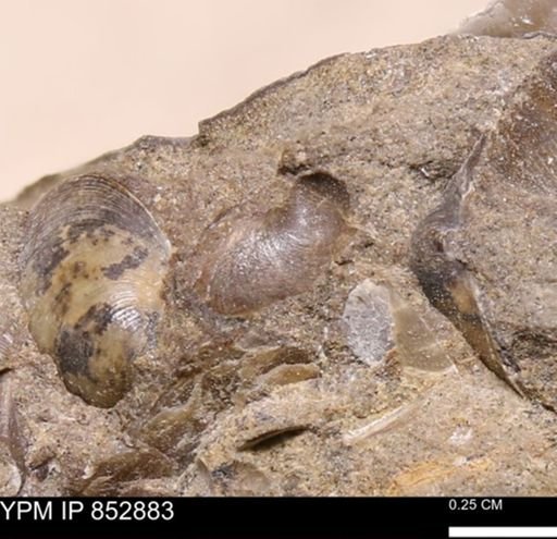 Limopsis striatopunctatus
