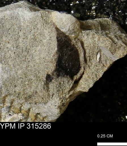 undet. Mollusca