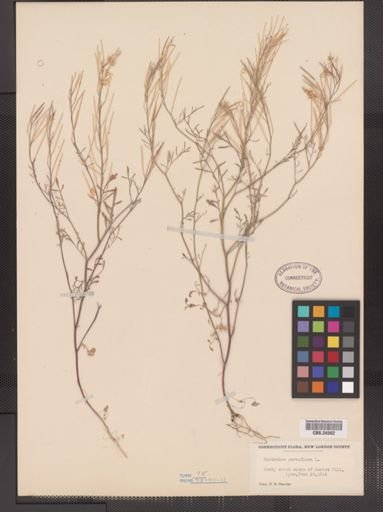 Cardamine parviflora
