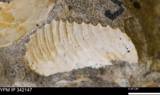 undet. Scaphitidae