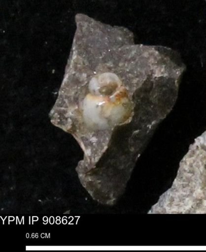 undet. Gastropoda