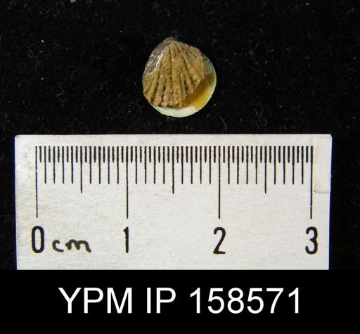 Camarotoechia pyrrha