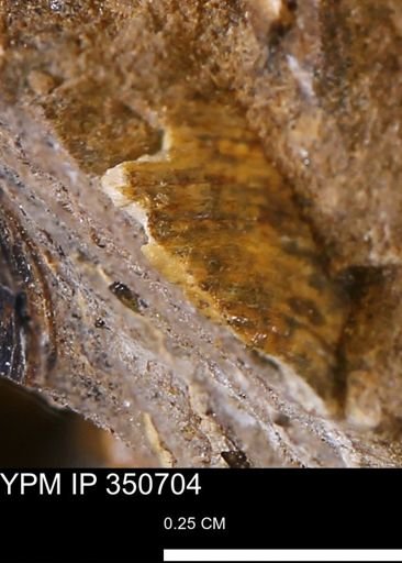 undet. Bivalvia