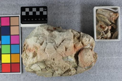 Merycoidodon culbertsoni culbertsoni
