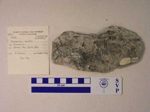 Dunkleosteus terrelli