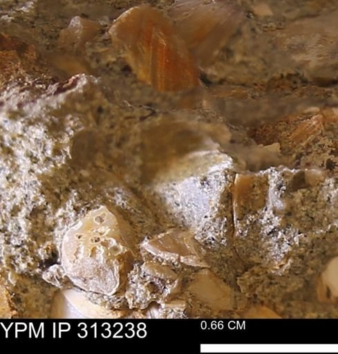 Corbicula sp.