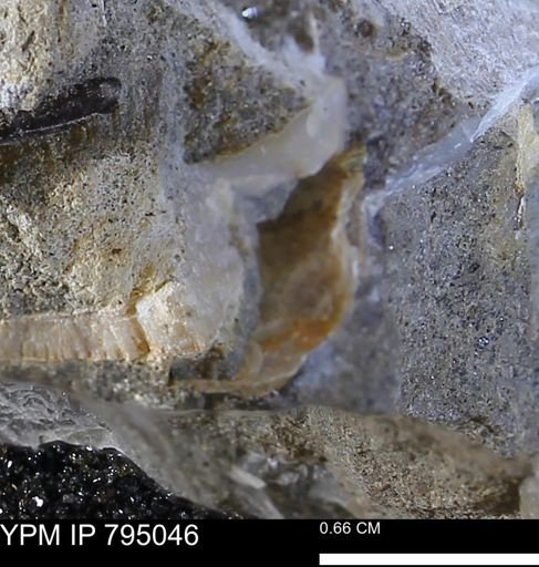 undet. Bivalvia