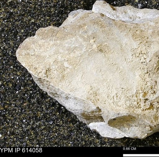 undet. Mollusca