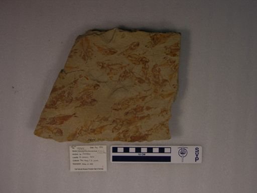 Diplomystus brevissimus