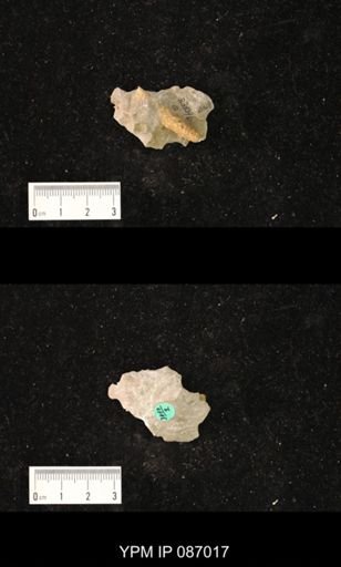 undet. Nautiloidea