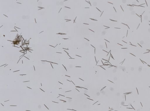 Haliclona oculata
