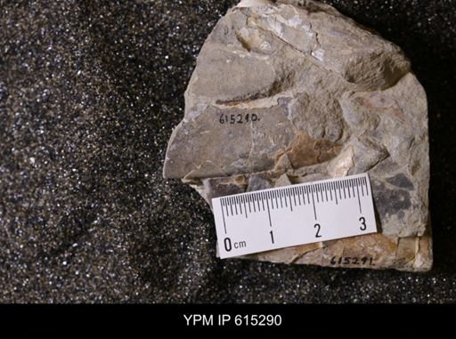 Baculites sp.