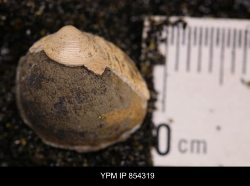Limopsis striatopunctatus