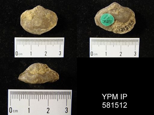 Schizophoria impressa