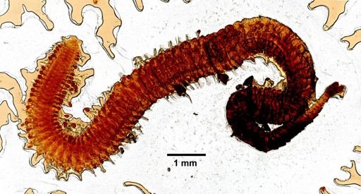 Eulalia bilineata