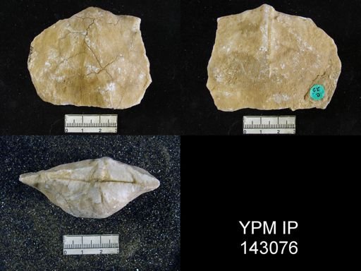 Derbya vecheri