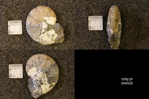 Hoploscaphites birkelundi
