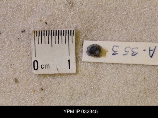 Hoploscaphites nicolletii