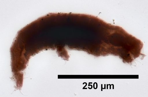 Dactylobiotus
