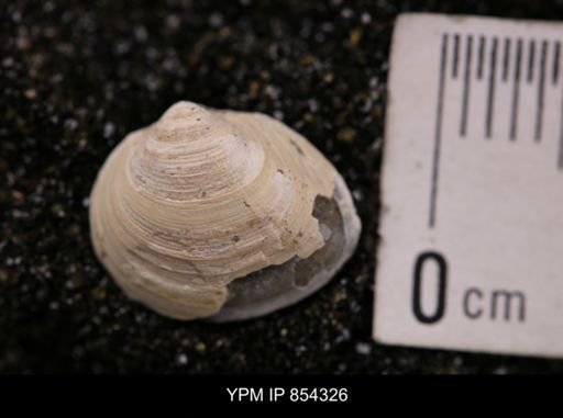 Limopsis striatopunctatus
