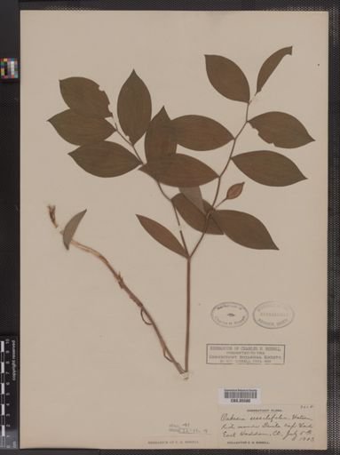 Uvularia sessilifolia