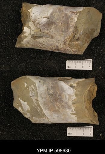 Baculites sp.