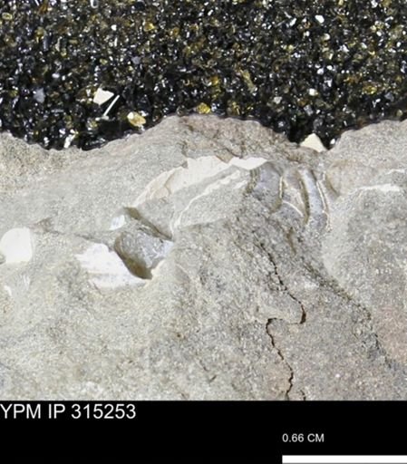undet. Scaphitidae