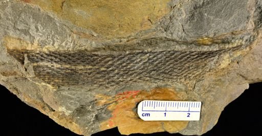 Drepanophycus sp.