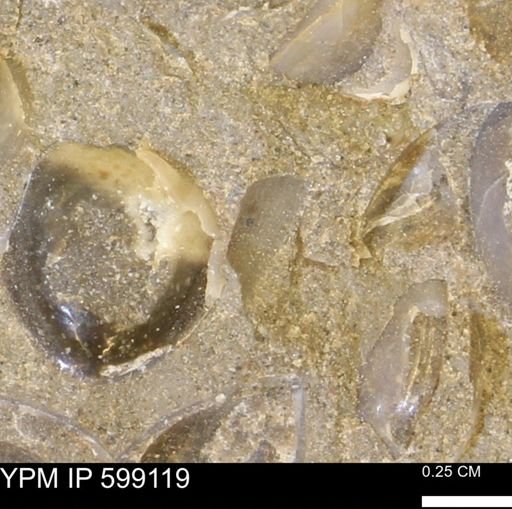 undet. Bryozoa