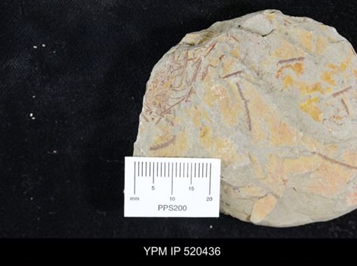 undet. Graptolithina
