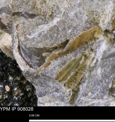 undet. Mollusca