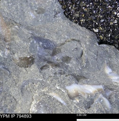undet. Mollusca