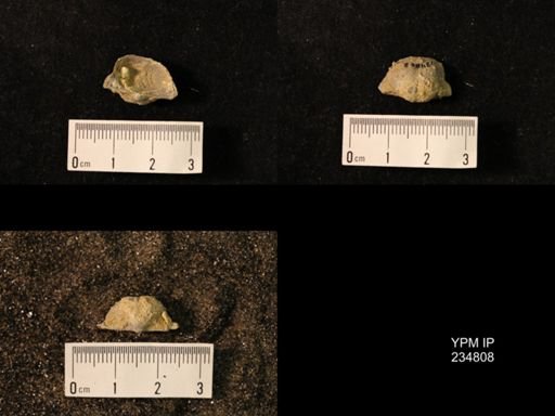 Marginifera wabashensis var. armata