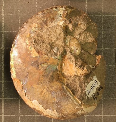 Hoploscaphites nicolletii