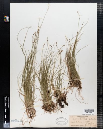 Carex disperma