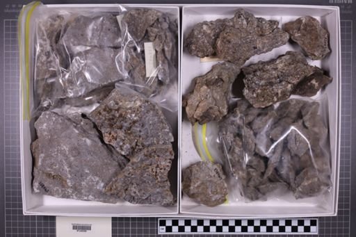 mixed taxa, stratigraphic collection