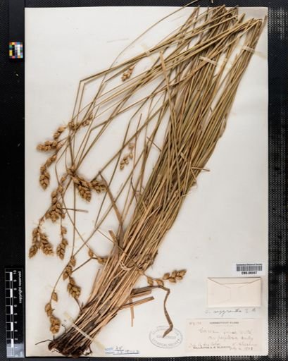 Carex foenea