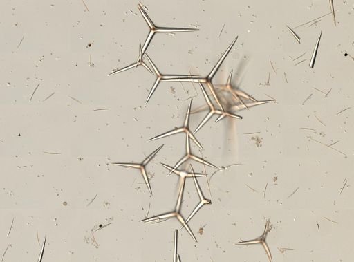Poecillastra