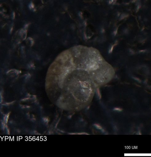 undet. Foraminiferida