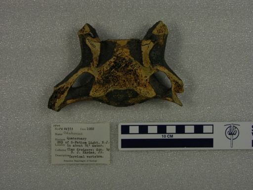 Odobenus sp.