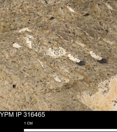 undet. Mollusca