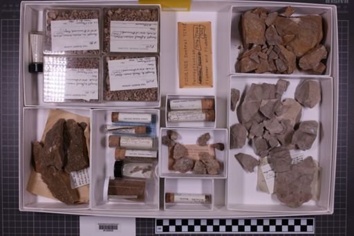 mixed taxa, stratigraphic collection