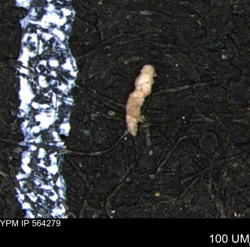 Verneuilina canadensis
