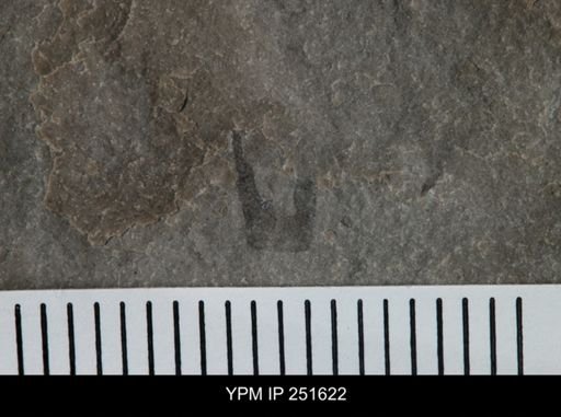 undet. Eurypterida