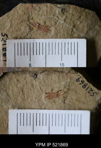 undet. Eocrinoidea