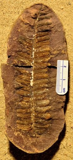 Pecopteris
