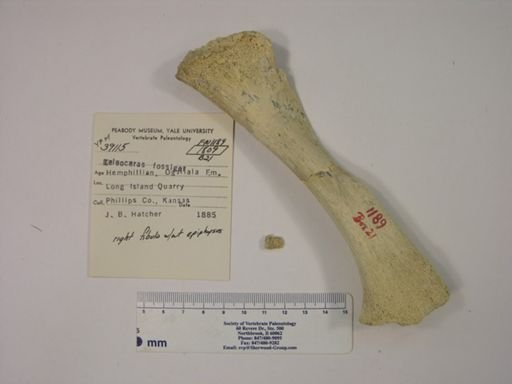 Teleoceras fossiger